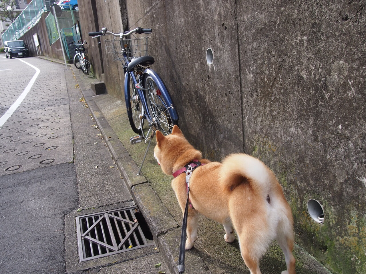 广厦硬仗显真章，哈登关键一击定乾坤